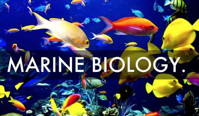 top marine biology phd programs